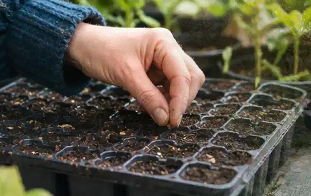 Hand legt einzelne Samen in vorbereitete Anzuchtschalen mit lockerer Erde; Thema Zucchini, Schwerpunkt Gesundheit; Praxisalltag.