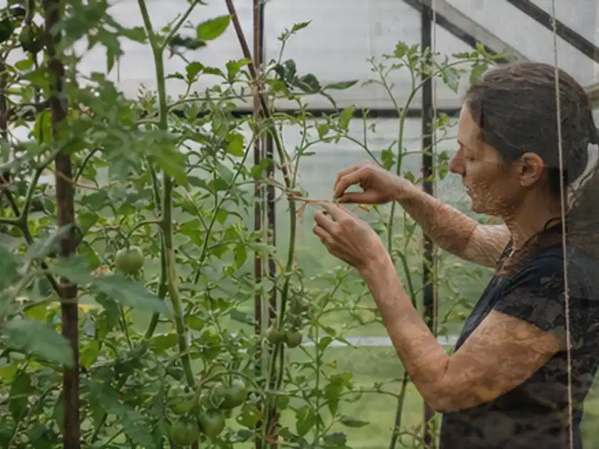 Person bindet junge Tomatentriebe in einem privaten Gewächshaus vorsichtig an; Thema Zucchini, Schwerpunkt Gewächshaus; Titelbild.