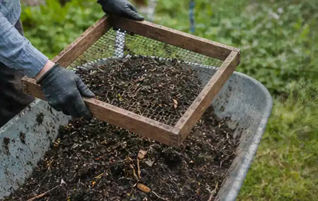 Behandschuhte Hände sieben reifen Kompost über einer Gartenschubkarre; Thema Zucchini, Schwerpunkt Gewächshaus; Ausgangslage.
