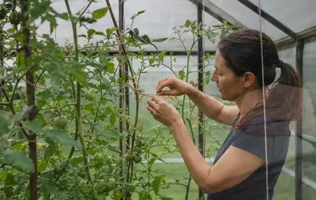 Person bindet junge Tomatentriebe in einem privaten Gewächshaus vorsichtig an; Thema Zucchini, Schwerpunkt Hochbeet; Ausgangslage.