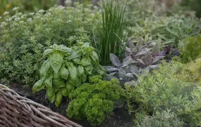 Dichtes Hochbeet mit Basilikum Schnittlauch Petersilie Salbei und weiteren Küchenkräutern; Thema Zucchini, Schwerpunkt Lagerung; Kontrolle.