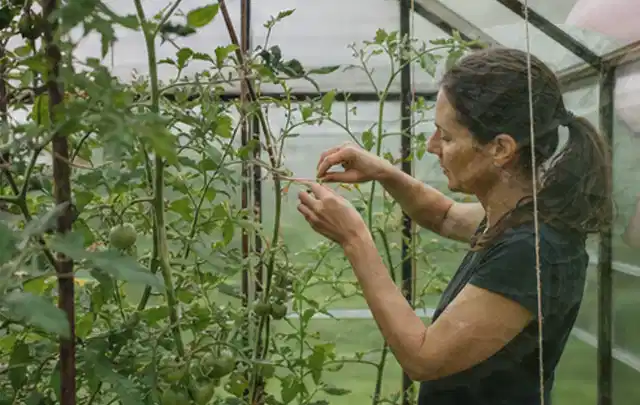 Person bindet junge Tomatentriebe in einem privaten Gewächshaus vorsichtig an; Thema Zucchini, Schwerpunkt Nährstoffe; Ausgangslage.