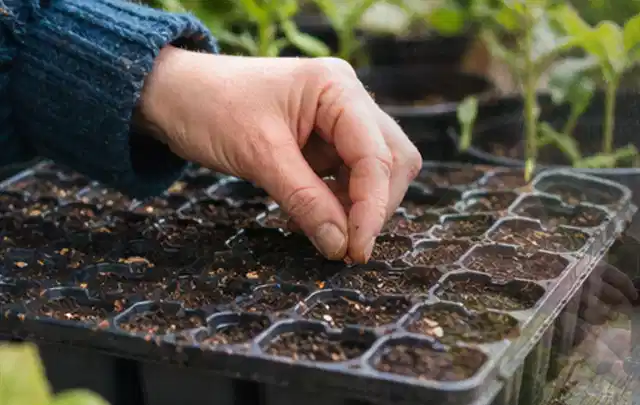 Hand legt einzelne Samen in vorbereitete Anzuchtschalen mit lockerer Erde; Thema Zucchini, Schwerpunkt Nährstoffe; Ergebnis.