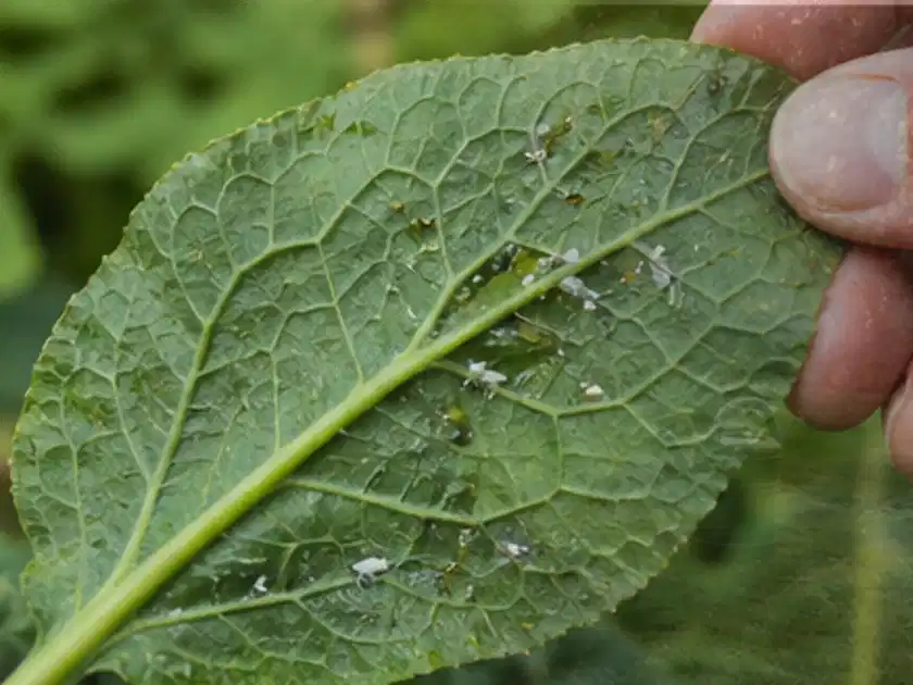 Hand hält ein Blatt mit kleinen hellen Schädlingen auf der Unterseite; Thema Zucchini, Schwerpunkt Pflanzenschutz; Titelbild.