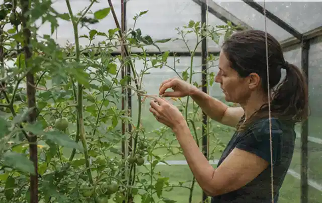 Person bindet junge Tomatentriebe in einem privaten Gewächshaus vorsichtig an; Thema Zucchini, Schwerpunkt Pflanzenschutz; Ausgangslage.