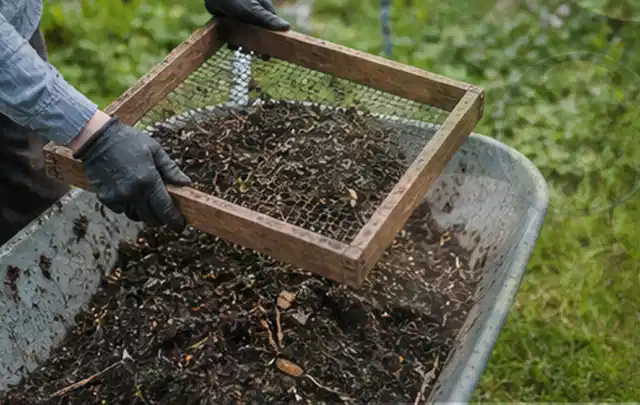 Behandschuhte Hände sieben reifen Kompost über einer Gartenschubkarre; Thema Zucchini, Schwerpunkt Pflanzenschutz; Umsetzung.