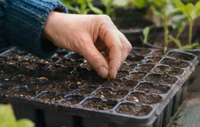 Hand legt einzelne Samen in vorbereitete Anzuchtschalen mit lockerer Erde; Thema Zucchini, Schwerpunkt Pflanzenschutz; Praxisalltag.