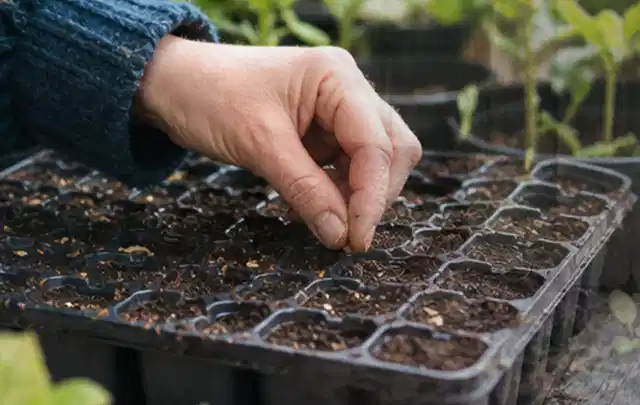 Hand legt einzelne Samen in vorbereitete Anzuchtschalen mit lockerer Erde; Thema Zucchini, Schwerpunkt Schnitt; Kontrolle.