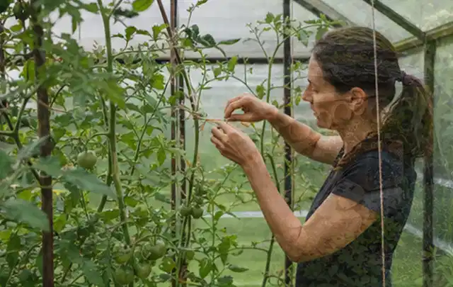 Person bindet junge Tomatentriebe in einem privaten Gewächshaus vorsichtig an; Thema Zucchini, Schwerpunkt Schnitt; Ergebnis.