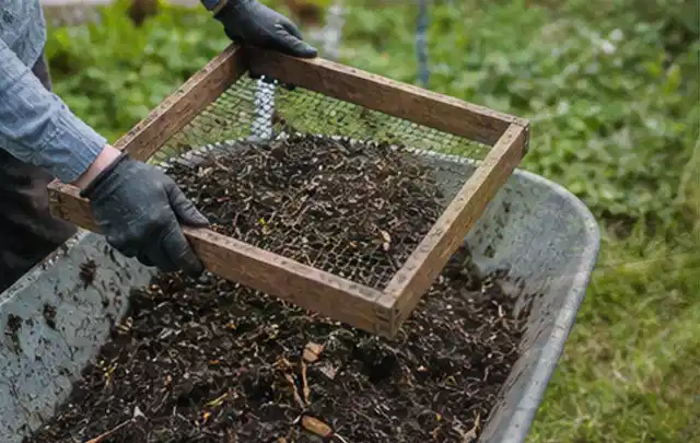 Behandschuhte Hände sieben reifen Kompost über einer Gartenschubkarre; Thema Zucchini, Schwerpunkt Schnitt; Praxisalltag.