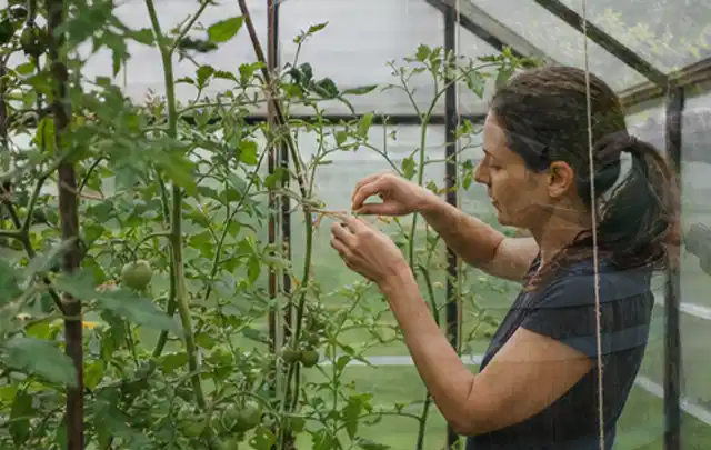 Person bindet junge Tomatentriebe in einem privaten Gewächshaus vorsichtig an; Thema Zucchini, Schwerpunkt Sortenwahl; Ergebnis.