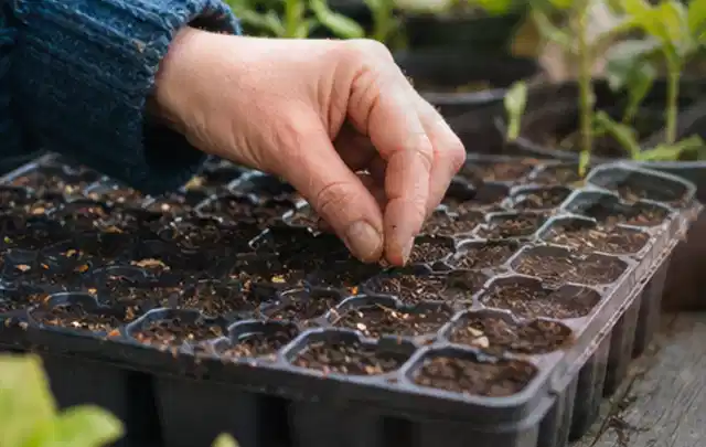 Hand legt einzelne Samen in vorbereitete Anzuchtschalen mit lockerer Erde; Thema Zucchini, Schwerpunkt Standort; Umsetzung.