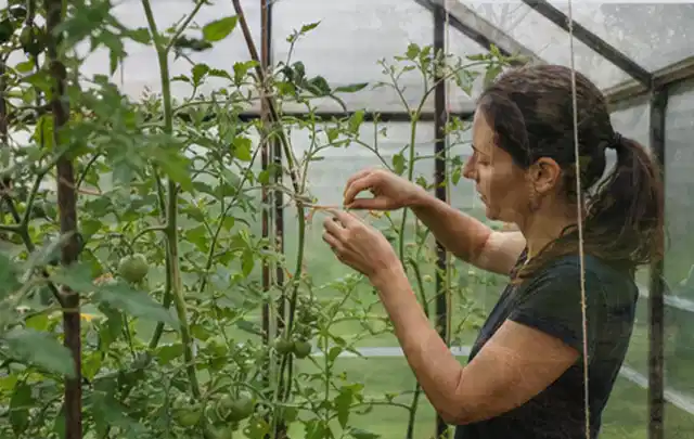 Person bindet junge Tomatentriebe in einem privaten Gewächshaus vorsichtig an; Thema Zwiebeln, Schwerpunkt Balkongarten; Praxisalltag.