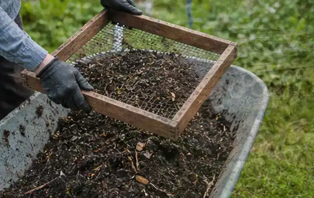 Behandschuhte Hände sieben reifen Kompost über einer Gartenschubkarre; Thema Zwiebeln, Schwerpunkt Bewässerung; Ausgangslage.