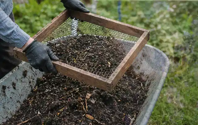 Behandschuhte Hände sieben reifen Kompost über einer Gartenschubkarre; Thema Zwiebeln, Schwerpunkt Ernte; Ausgangslage.