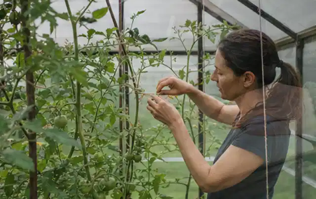 Person bindet junge Tomatentriebe in einem privaten Gewächshaus vorsichtig an; Thema Zwiebeln, Schwerpunkt Ernte; Ergebnis.