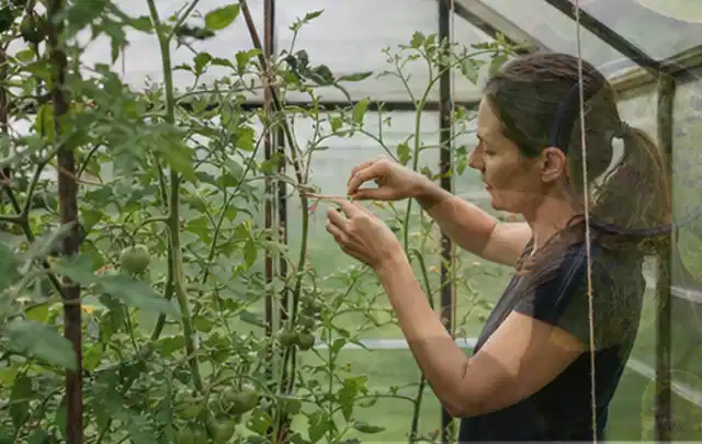 Person bindet junge Tomatentriebe in einem privaten Gewächshaus vorsichtig an; Thema Zwiebeln, Schwerpunkt Ernteprobleme; Kontrolle.