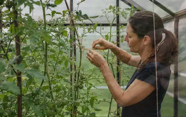 Person bindet junge Tomatentriebe in einem privaten Gewächshaus vorsichtig an; Thema Zwiebeln, Schwerpunkt Fehlerhilfe; Ausgangslage.