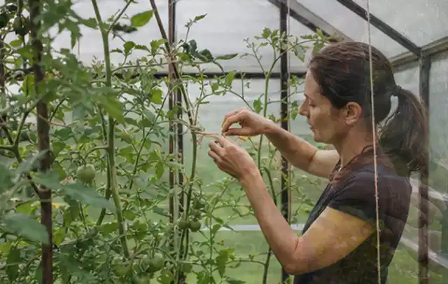 Person bindet junge Tomatentriebe in einem privaten Gewächshaus vorsichtig an; Thema Zwiebeln, Schwerpunkt Gemüse; Ergebnis.