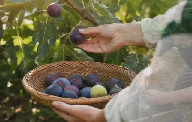 Hand pflückt eine reife Feige über einem flachen Korb mit Früchten; Thema Zwiebeln, Schwerpunkt Gesundheit; Kontrolle.