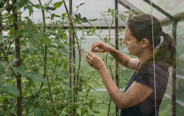 Person bindet junge Tomatentriebe in einem privaten Gewächshaus vorsichtig an; Thema Zwiebeln, Schwerpunkt Gewächshaus; Kontrolle.