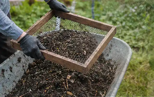 Behandschuhte Hände sieben reifen Kompost über einer Gartenschubkarre; Thema Zwiebeln, Schwerpunkt Hochbeet; Kontrolle.