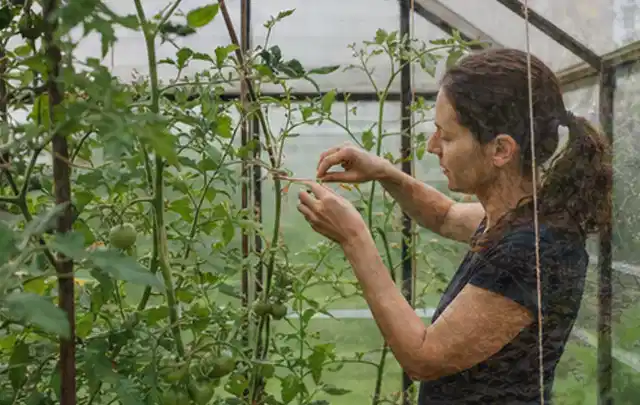 Person bindet junge Tomatentriebe in einem privaten Gewächshaus vorsichtig an; Thema Zwiebeln, Schwerpunkt Lagerung; Ausgangslage.