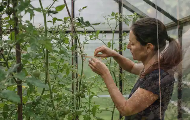 Person bindet junge Tomatentriebe in einem privaten Gewächshaus vorsichtig an; Thema Zwiebeln, Schwerpunkt Nährstoffe; Ausgangslage.