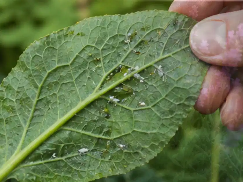 Hand hält ein Blatt mit kleinen hellen Schädlingen auf der Unterseite; Thema Zwiebeln, Schwerpunkt Pflanzenschutz; Titelbild.
