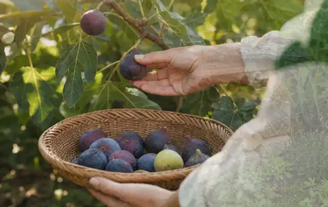 Hand pflückt eine reife Feige über einem flachen Korb mit Früchten; Thema Zwiebeln, Schwerpunkt Pflanzenschutz; Umsetzung.