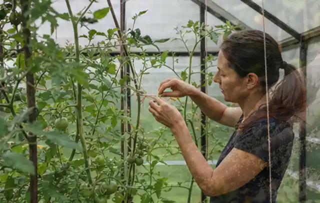 Person bindet junge Tomatentriebe in einem privaten Gewächshaus vorsichtig an; Thema Zwiebeln, Schwerpunkt Pflanzung; Praxisalltag.