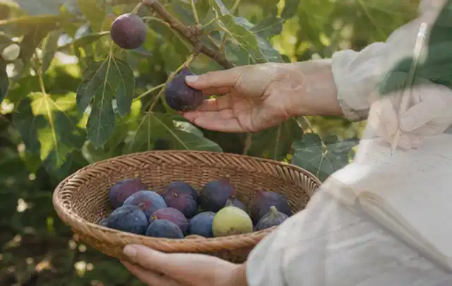 Hand pflückt eine reife Feige über einem flachen Korb mit Früchten; Thema Zwiebeln, Schwerpunkt Saisonkalender; Umsetzung.