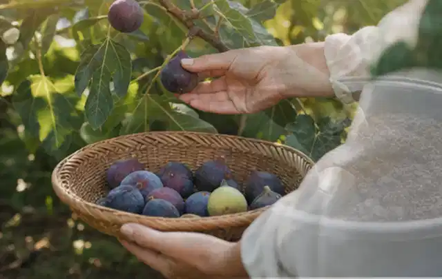 Hand pflückt eine reife Feige über einem flachen Korb mit Früchten; Thema Zwiebeln, Schwerpunkt Sortenwahl; Umsetzung.
