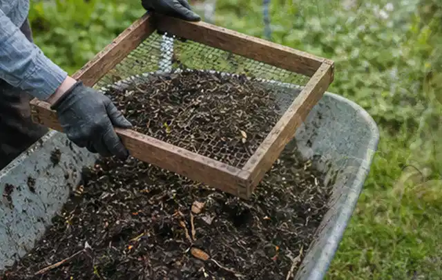 Behandschuhte Hände sieben reifen Kompost über einer Gartenschubkarre; Thema Zwiebeln, Schwerpunkt Standort; Kontrolle.