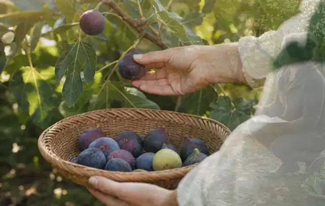 Hand pflückt eine reife Feige über einem flachen Korb mit Früchten; Thema Zwiebeln, Schwerpunkt Standort; Praxisalltag.